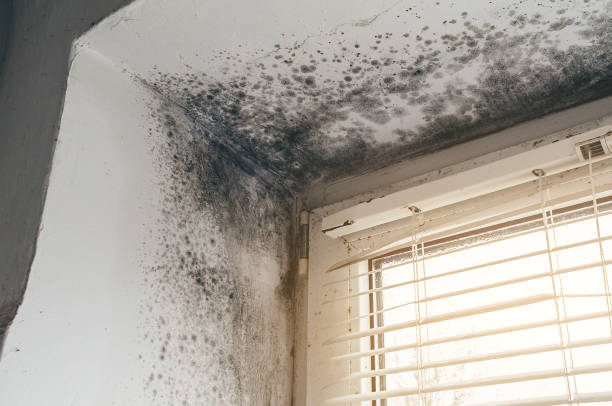 Affordable Basement Mold Removal solutions in La Salle, CO